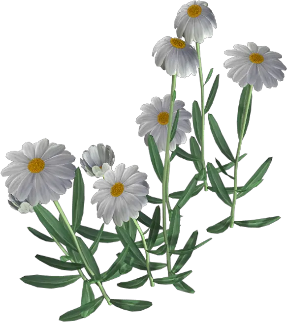 Beautiful Camomile Flower Png Manzanilla Png Watercolor Chamomile Png