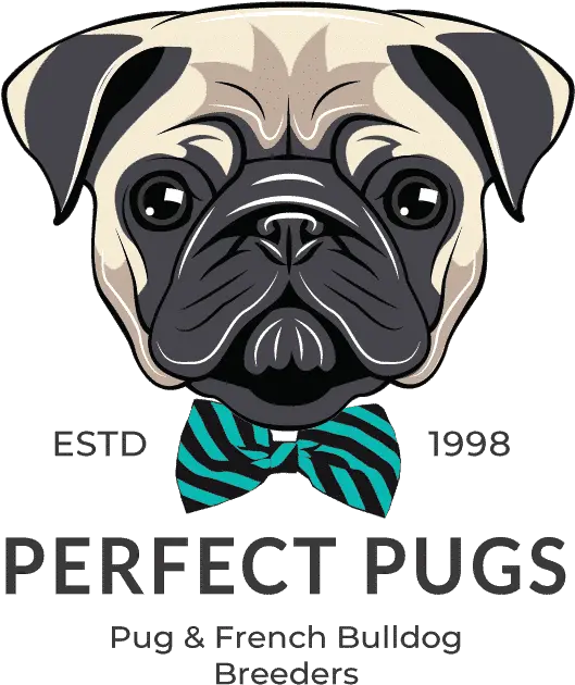 Pug Vector Free Pug Face Illustration Png Pug Transparent Background