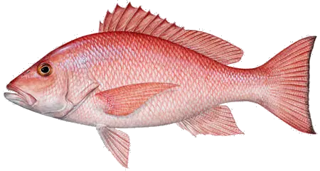 Fish Png Clipart