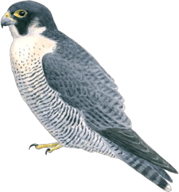 Free Png Falcon Images Transparent Portable Network Graphics Falcon Png