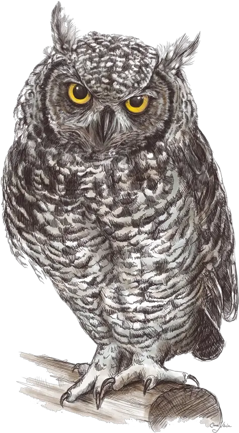 Owl Png Transparent Free Images Great Gray Owl Drawing Owl Transparent