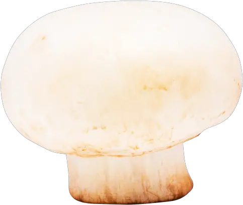 Mushroom Png Image Pngpix Pleurotus Eryngii Mushroom Png