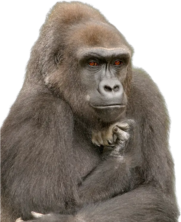 Index Of Akelsokelsosfzooupdatedimages Funny Gorilla Png Gorilla Png