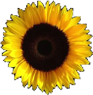 Aesthetic Sunflower Transparent Image Aesthetic Png Transparent Background Sunflower Transparent Background