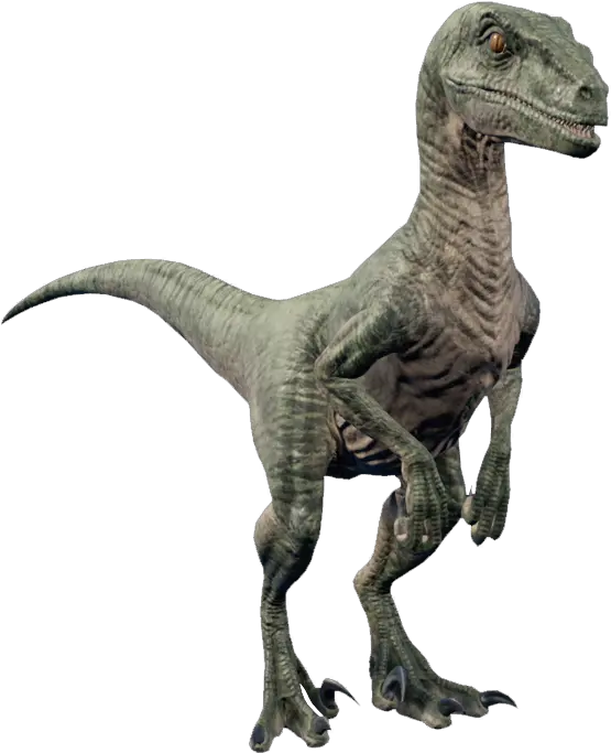 Velociraptor Velociraptor Dinosaur Png Velociraptor Png