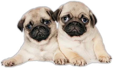 Pug Png Image Transparent Pug Puppy Pug Transparent Background