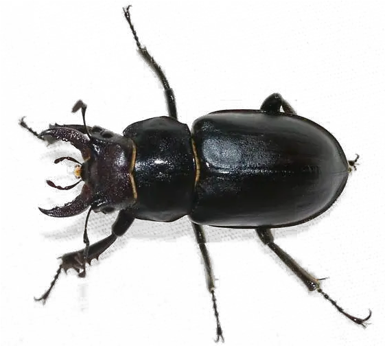 Black Beetle Png Transparent Image Female Black Stag Beetle Beetle Png