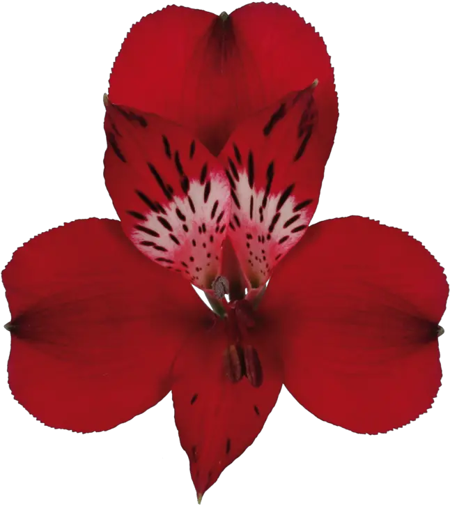 Nirvana Alstroemeria Alstroemeria Nirvana Png Nirvana Png