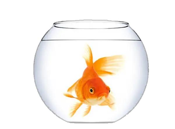 Goldfish In A Fish Bowl Transparent Png Goldfish In Bowl Png Goldfish Transparent