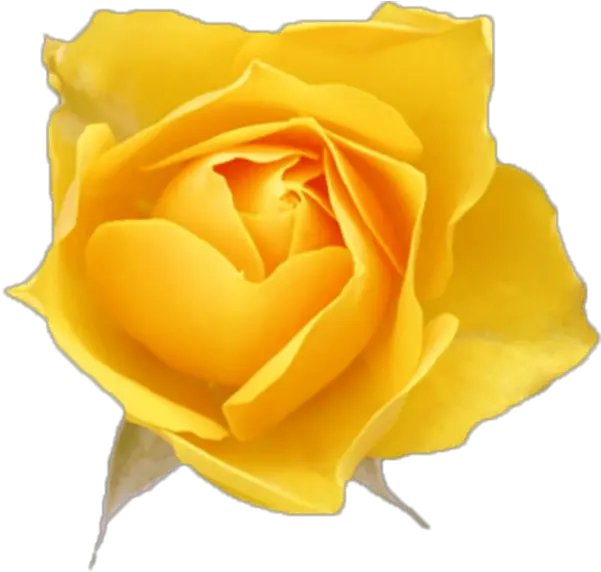 Free Online Rose Flowers Yellow Roses Vector For Yellow Rose Vector Png Rose Flower Png