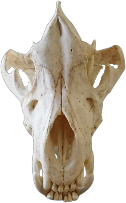 Brown Hyena Skull Bhs3 Skull Png Hyena Png