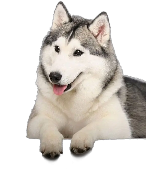 Husky Png Transparent Husky Png Husky Png