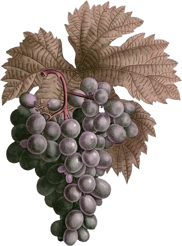 Index Of Wp Contentuploadsrevslideralhero Grape Png Grapes Png