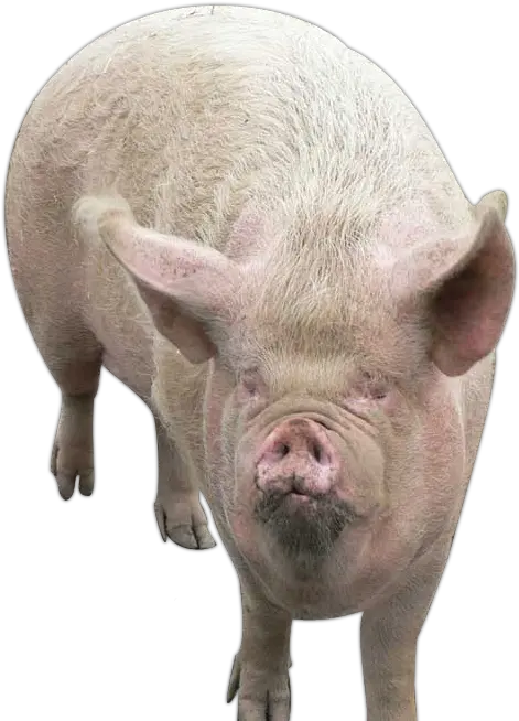 Pig Gross Pig Png Pig Png