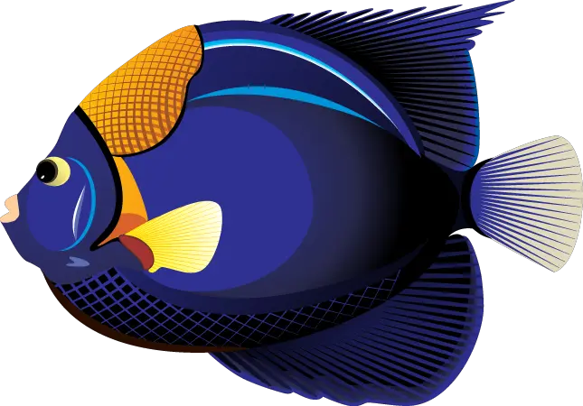 Fish Outline Png