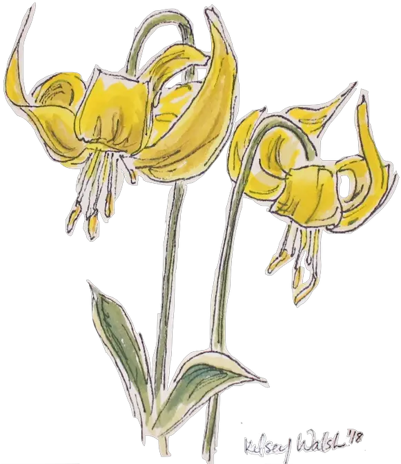 Glacier Lily Duo U2014 Bewilderment Art Png Lilies