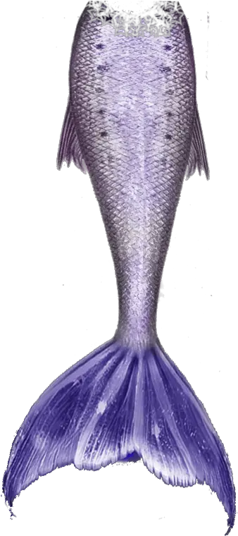 Mermaid Tails Png 2 Image Drawing Of Mermaid Tails Tails Png