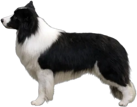 Border Collie Breed Course Border Collie Akc Breed Standard Png Border Collie Png