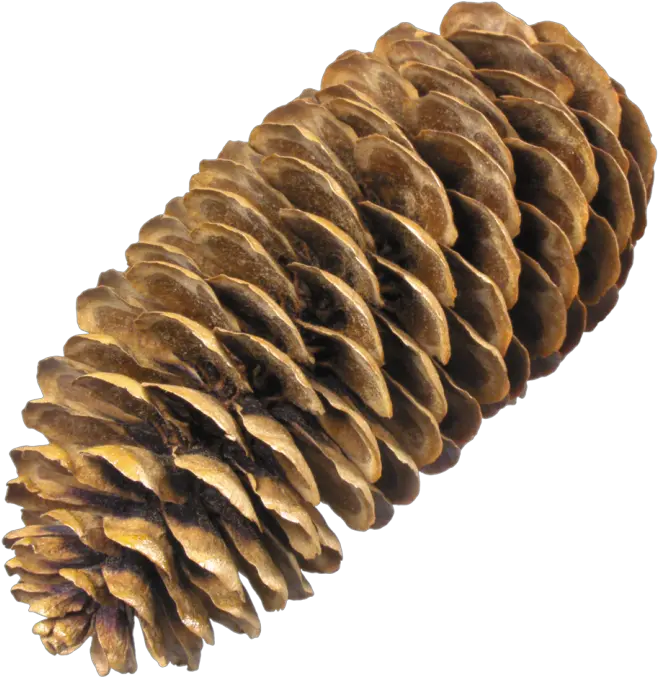 Painting Pine Cone Png Picpng Pine Cone No Background Pine Cone Icon
