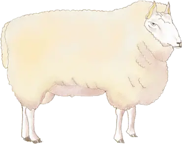 Clipart Sheep Soft Png Sheep Transparent