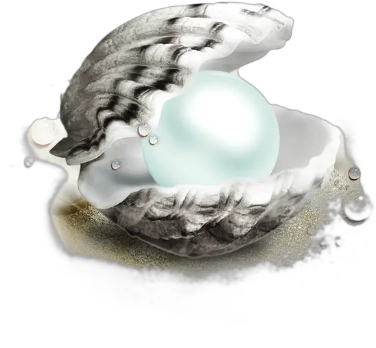 Download And Waterproofing Shells White Pearl Shells Png Pearls Png