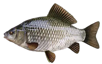 Fish Icon Png