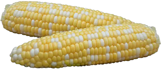 Ifsi Sweet Corn Corn Kernels Png Corn Transparent