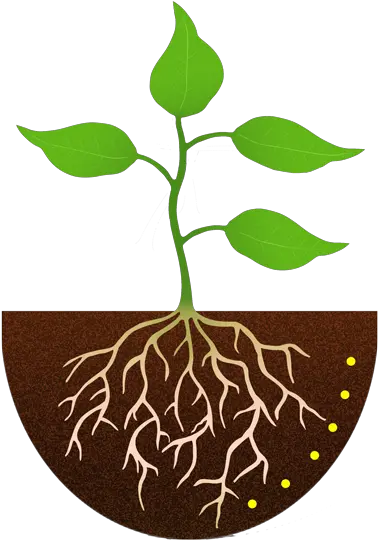 Sopcp44 Sunlight Plant With Roots Clipart Plant Clipart Png