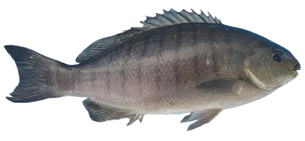 Fish Transparent Png