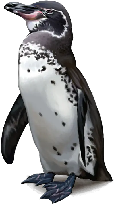Download Emperor Penguin Png Penguin Transparent