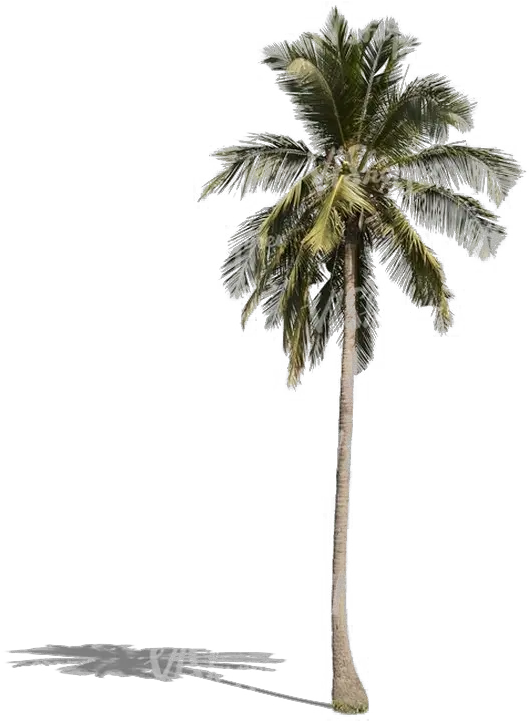 Palm Tree Png Download Image Palm Tree Png Palm Png