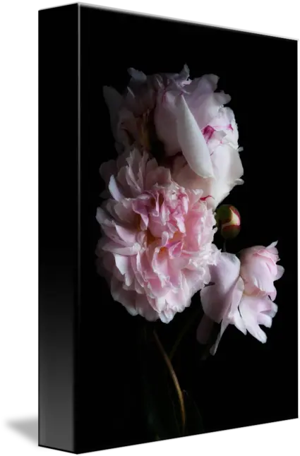 Romantic Peonies By Ann Garrett Common Peony Png Peonies Png