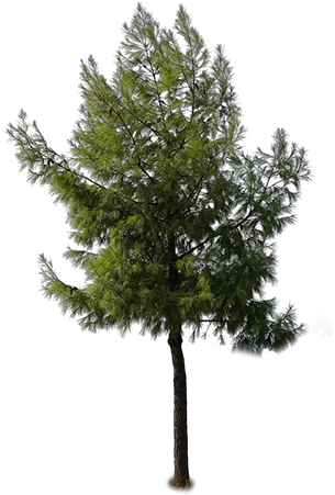 Light Fur Tree Cutout Immediate Entourage Fur Tree Mexican Pinyon Png Tall Tree Png