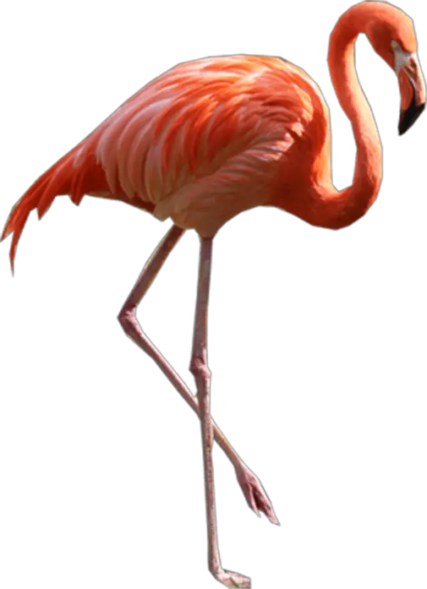 Flamingo Png Flamingo Png Flamingo Transparent Background