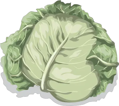 Free Png Cabbage Konfest Cabbage Png