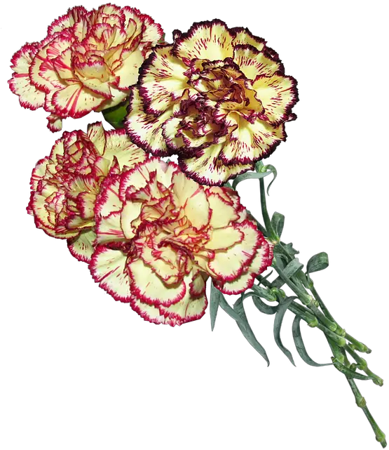 Carnation Striped Flowers Cut Free Photo On Pixabay 9 Png Carnation Png