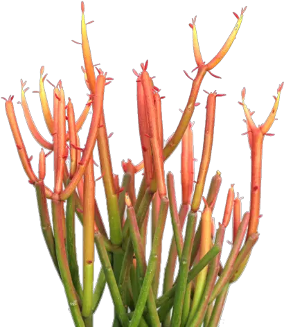 Download Hd Euphorbia Tirucalli U0027firesticksu0027 Office Plants Fire Sticks Succulent Png Succulent Transparent Background