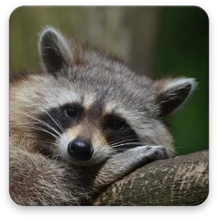 Raccoon Wallpaper Hd Apps En Google Play Animals In New York Png Raccoon Transparent Background