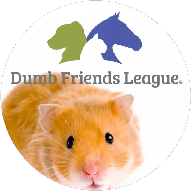Popsockets Official Golden Hamster Png Rat Icon League