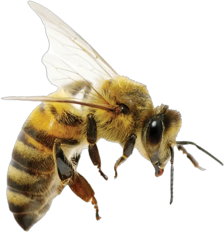 Png Transparent Images Free Download Difference Between Wasp And Queen Bee Bee Png