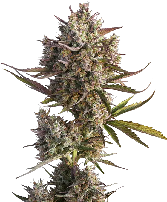 Dutch Passion Auto Blueberry Dutch Passion Png Weed Nugget Png