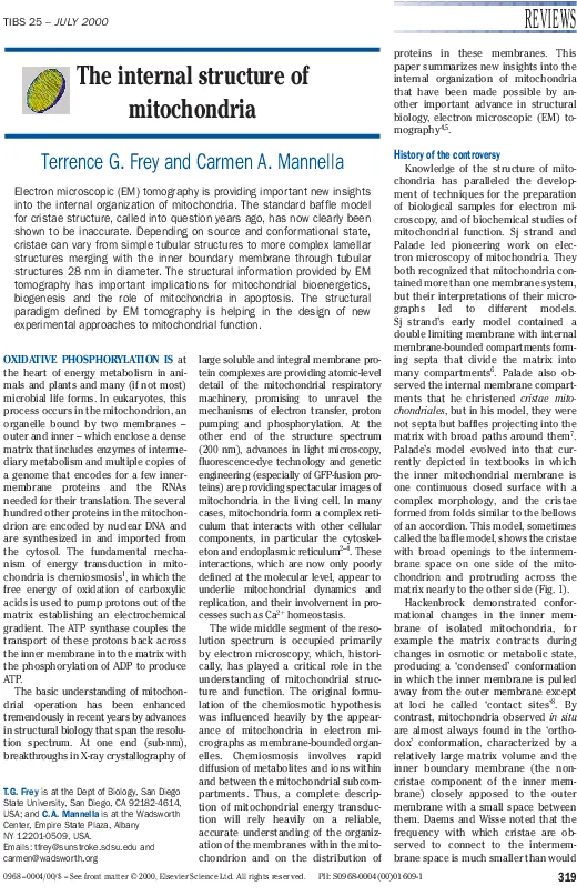 The Internal Structure Of Mitochondria Document Png Mitochondria Png