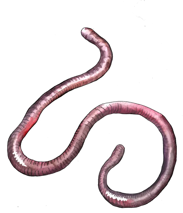 Earthworm Worm Png Snake Transparent Cartoon Jingfm Lombriz Png Worm Png