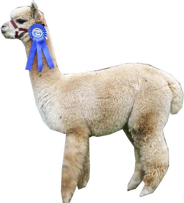 Download Alpaca Soft Png Alpaca Png