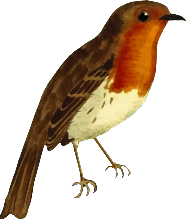 Perching Birdold World Flycatchereuropean Robin Png Clipart Robin Bird Robin Png