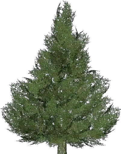 3d Trees Silver Fir Tree Acca Software Spruce Artificial Christmas Tree Png Pine Tree Branch Png