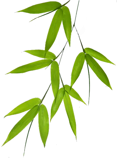 Bamboo Leaf Png Bamboo Leaves Vector Png Full Size Png Bamboo Leaf Free Png Leaf Png