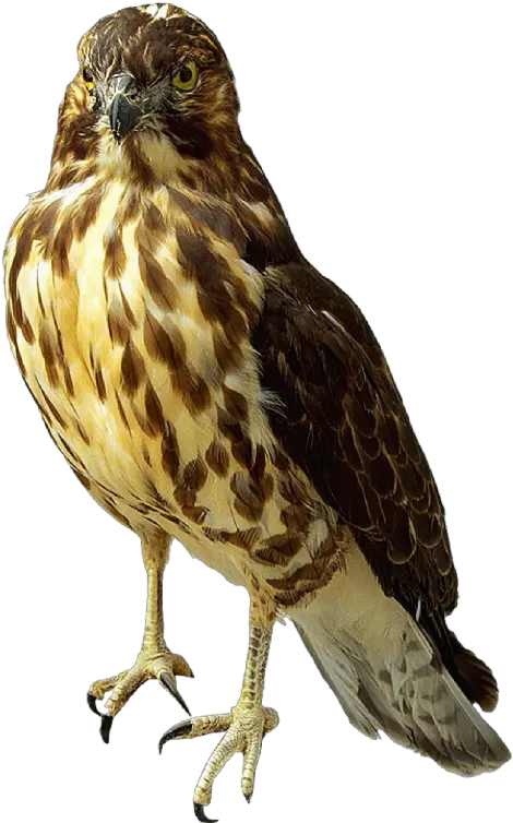 Hq Falcon Png Transparent Peregrine Falcon Falcon Transparent Background Falcon Png