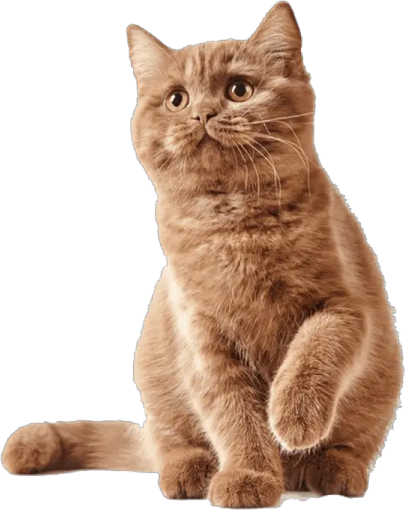 Cute Kittens Png Images Transparent Kandungan Makanan Kucing Ori Cat Kittens Png