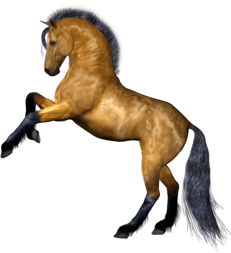 Horse Png Image Download Picture Horse Png Horse Transparent Background